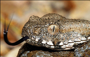 Яду мне, яду. Зачем таджикистанские ученые начали доить змей