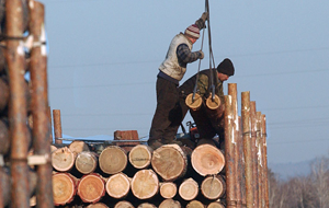 Великая китайская вырубка. Что реально угрожает сибирскому лесу