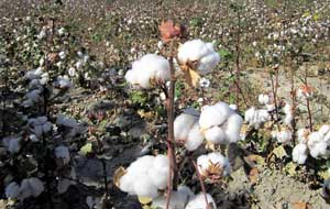 Узбекистан: Как быть с принудительным трудом на хлопковых полях?
