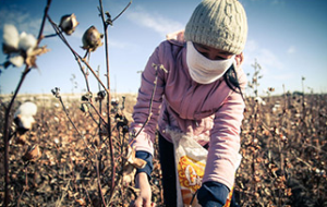 Бойся милостей из Москвы. Почему в хлопковом хозяйстве Узбекистана победил детский труд