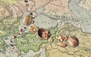 Грецкие орехи родом из Кыргызстана. Правда или миф?