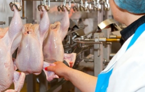 Сальмонелла побеждена: Казахстан снимает ограничения поставок птицы из РФ