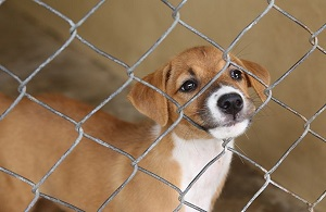 Показное милосердие. Жестокий отлов животных в Туркменистане продолжается