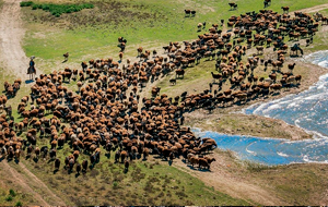 Катастрофа откладывается? Что происходит со степями и полупустынями ЦА