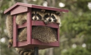 Почем недвижимость в Кыргызстане?