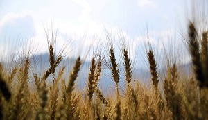 Налог по Чингисхану. Поддержит ли аграриев фискальная реформа?