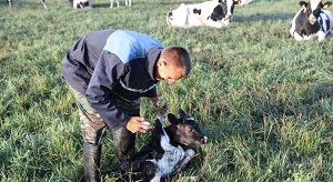 Почему имена богатых людей Таджикистана можно узнать не из журналов, а у пастухов