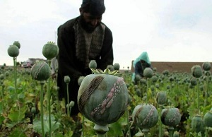 Страны ШОС создают единый центр борьбы с наркотрафиком в Центральной Азии