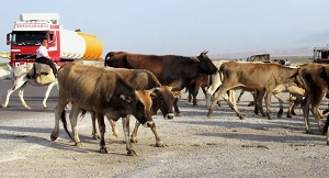В Туркменистане гибнет крупный рогатый скот