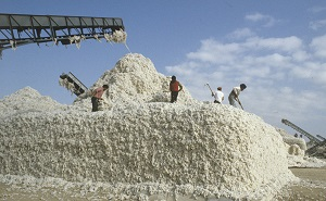 75% таджикского хлопка уходит из страны в виде сырья. Переработки нет