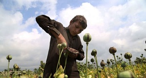 Героин под видом сладостей. Как в Кыргызстане борются с наркотрафиком