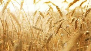 Почему Афганистан перестал покупать пшеницу Казахстана