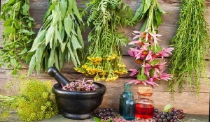 Как повысить экспортный потенциал лекарственных трав Кыргызстана?