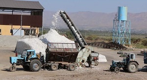 Почем нынче хлопок в Таджикистане?