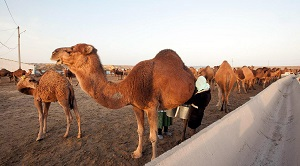 Что пишут мировые СМИ о Центральной Азии