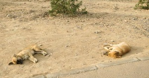 Ашхабад. Лицемерная забота о братьях наших меньших