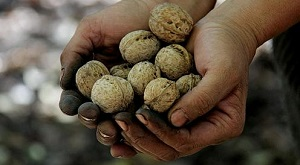Заповедники Киргизии остаются таковыми лишь на бумаге. Из-за бедности населения и халатности властей