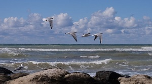 Hamshahri (Иран): Каспий мелеет и солонеет?