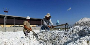 Таджикские дехкане разочаровались в выращивании хлопка, утратившего свой «золотой» статус