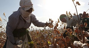 Опасны ли китайские пестициды таджикской земле