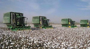 Арбузы вместо хлопка? О положении в некогда успешной отрасли в Казахстане