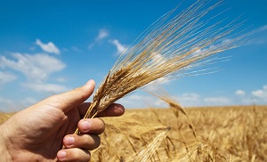 Чтобы обеспечить продовольственную безопасность, аграриям ЕАЭС пропаганда не нужна