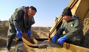 В Узбекистане золотая лихорадка