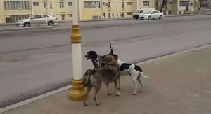 Есть приказ уничтожить. В Ашхабаде борьба с коронавирусом отразилась на бездомных животных