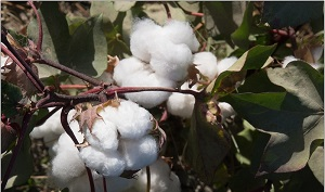 Узбекистан отказывается от госзаказа на хлопок
