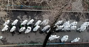 Как живется запертым на карантине в «итальянских домах» Алма-Аты и в больницах закрытых городов