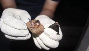 Американец, изучавший коронавирус, осел в биолаборатории Казахстана