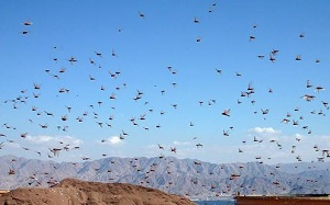 В борьбе с саранчой в Туркменистане задействовали авиацию