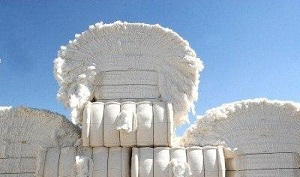 Сумма экспорта хлопка-волокна в Таджикистане сократилась на 16,5%