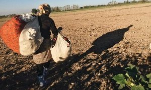 Как будут работать принятые в Узбекистане правила привлечения наемных сборщиков хлопка?