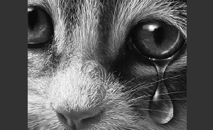 То пусто, то негусто. О предвыборной ситуации на сайтах кыргызских партий…