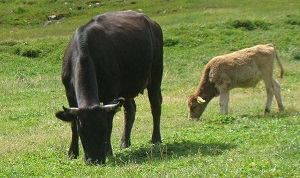 Мясной провал Казахстана