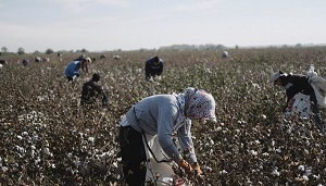 «Хороший шанс для Узбекистана» — Forbes о санкциях против хлопка Китая