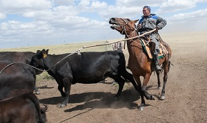 Китай в Центральной Азии: а ну подвинься, Австралия!