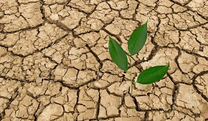 В Таджикистане стартует Месяц действий по развитию зеленого климата