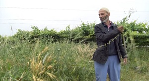 Таджикистан: пандемия угрожает продовольственной безопасности?