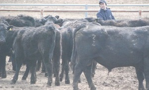 Казахстан. «Крестные отцы» Мясного союза идут в политику