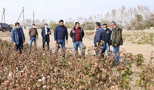 Как медиа в Узбекистане пишут о хлопке