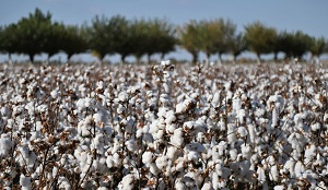 Cotton Campaign: Узбекистану нужно независимое гражданское общество