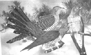 Кыргызстан. «Кукушкин дом»: Конституция без ответственности?