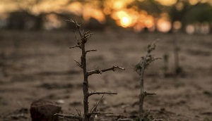 Хотели как лучше, а получилось как всегда. О сельском хозяйстве Казахстана