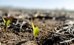 Казахстан. Земельный вопрос: между Сциллой и Харибдой