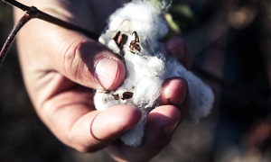 «Сделано в рабстве». Туркменский текстиль продается в США, несмотря на запрет