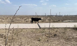 О ситуации внутри Узбекистана. Что делать