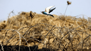 Некоторые мысли о кыргызско-таджикском пограничном конфликте