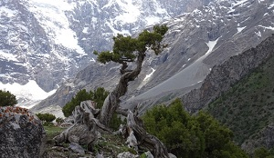 Как исчезли леса, растаяли ледники и выросли города
